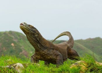 Komodo Dragon